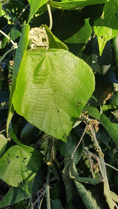 Macaranga involucrata, photographed by Jane C Frost