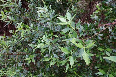Phyllocladus aspleniifolius, photographed by Jon Sullivan
