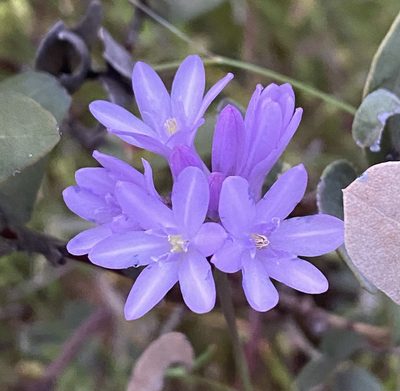 Dichelostemma congestum, photographed by Cricket Raspet
