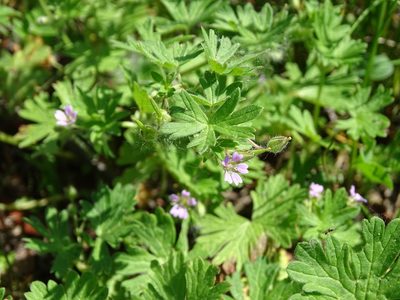 Geranium pusillum, photographed by Grzegorz Grzejszczak
