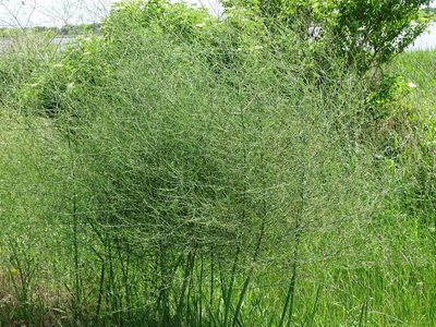 Asparagus officinalis, photographed by Grzegorz Grzejszczak