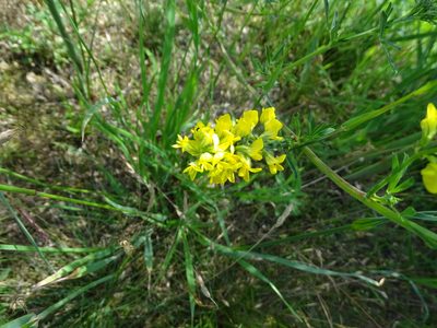 Medicago falcata, photographed by Grzegorz Grzejszczak
