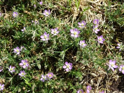 Spergularia rubra, photographed by Grzegorz Grzejszczak