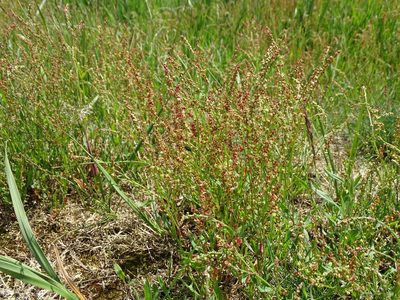 Rumex acetosella, photographed by Grzegorz Grzejszczak