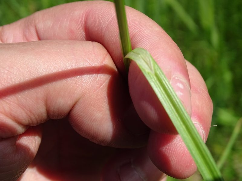 Carex otrubae, photographed by Grzegorz Grzejszczak