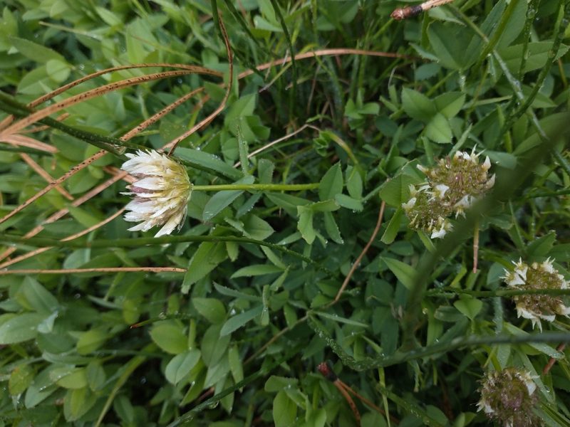 Trifolium longipes, photographed by Drew Meyer