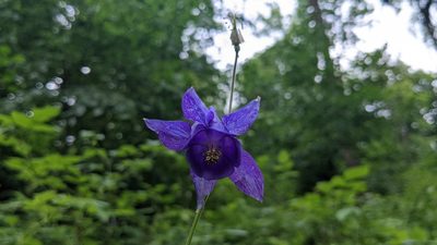 Aquilegia vulgaris, photographed by Mattia Menchetti