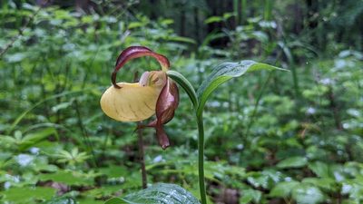 Cypripedium calceolus, photographed by Mattia Menchetti