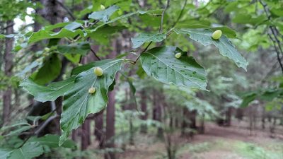 Fagus sylvatica, photographed by Mattia Menchetti