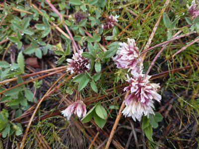 Trifolium wormskioldii