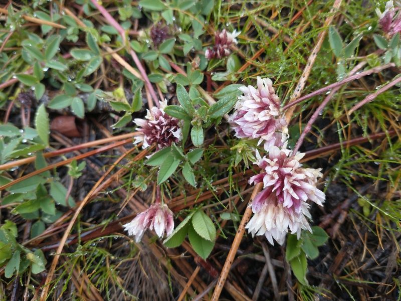 Trifolium wormskioldii, photographed by Drew Meyer