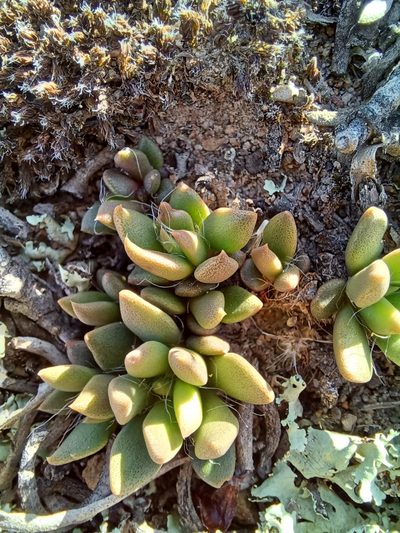Anacampseros trigona, photographed by Danie Palm