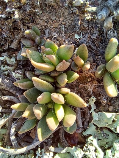 Anacampseros trigona, photographed by Danie Palm