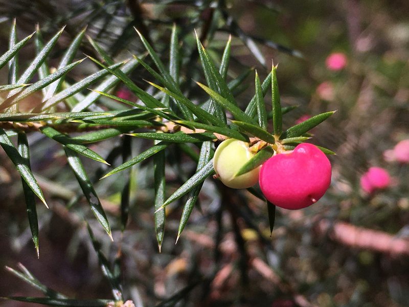 Leptecophylla oxycedrus, photographed by Jon Sullivan