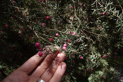 Leptecophylla oxycedrus, photographed by Jon Sullivan