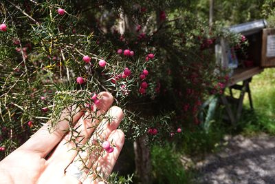 Leptecophylla oxycedrus, photographed by Jon Sullivan