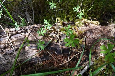 Geranium potentilloides, photographed by Jon Sullivan