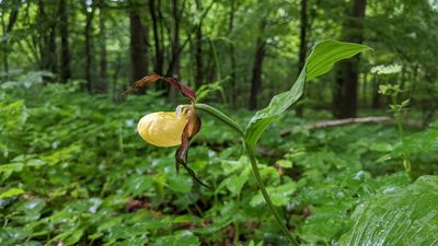 Cypripedium calceolus, photographed by Mattia Menchetti