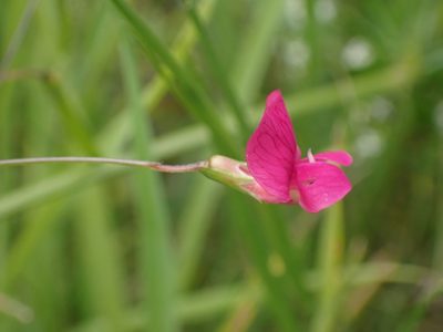 Lathyrus nissolia, photographed by SK53
