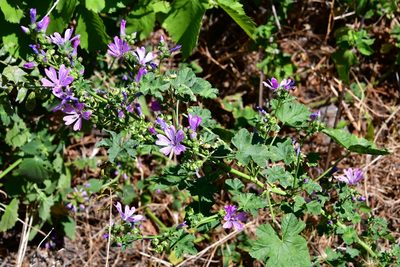 Malva sylvestris, photographed by Иван Ковтун Ivan Kovtun