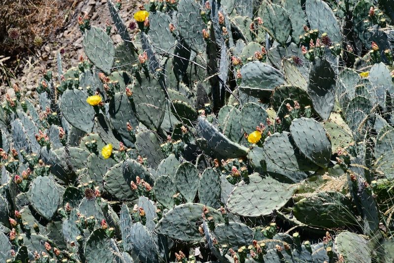 Opuntia lindheimeri, photographed by Иван Ковтун Ivan Kovtun