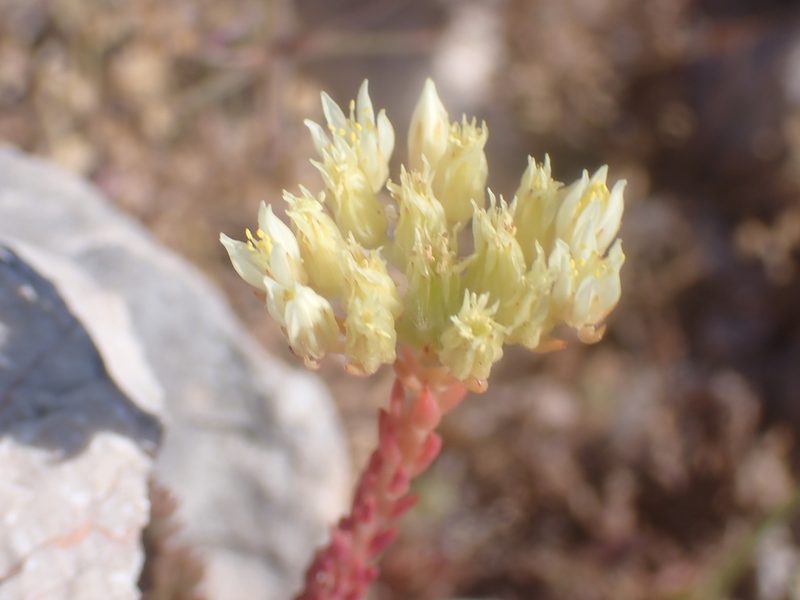 Petrosedum ochroleucum, photographed by luluchouette