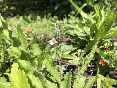 Chaenorhinum minus, photographed by SamKelly