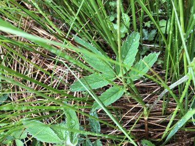 Comarum palustre, photographed by hadynrmurray