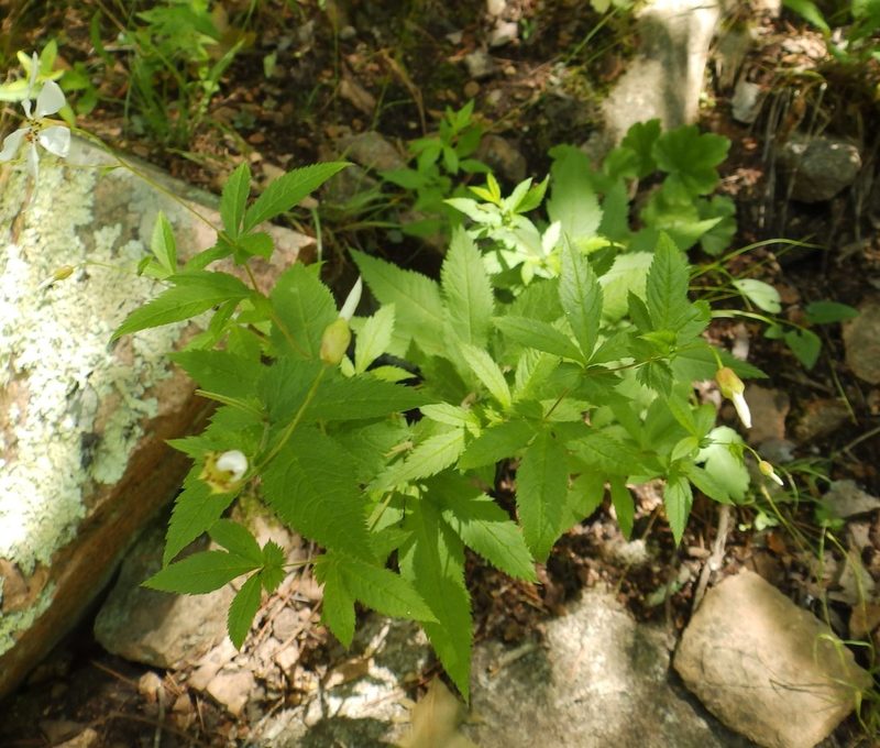 Gillenia stipulata, photographed by Lori Schuster