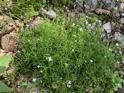 Moehringia muscosa, photographed by Katrin Simon