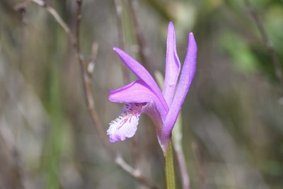 Arethusa bulbosa