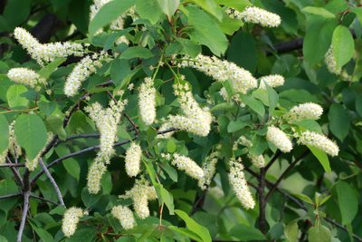 Prunus virginiana, photographed by Carol Ann Vermeer