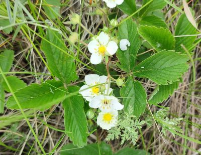 Fragaria viridis, photographed by Yurii Basov