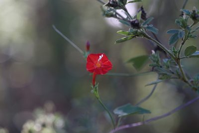 Ipomoea hederifolia