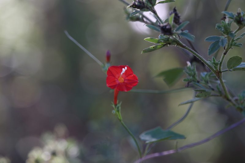Ipomoea hederifolia, photographed by Hugo Innes
