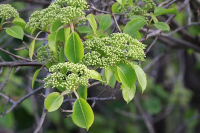 Viburnum lentago, photographed by Carol Ann Vermeer