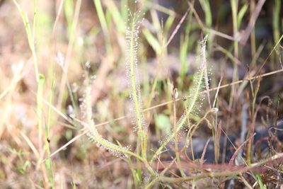 Drosera serpens, photographed by Hugo Innes