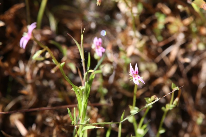 Stylidium cordifolium, photographed by Hugo Innes