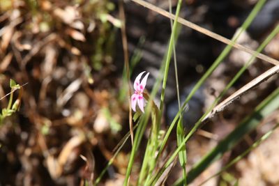 Stylidium cordifolium, photographed by Hugo Innes