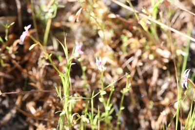 Stylidium cordifolium, photographed by Hugo Innes