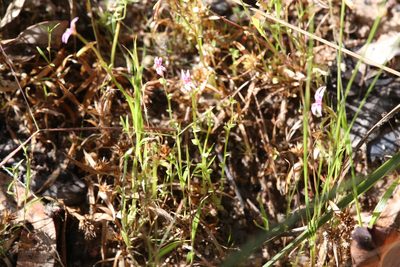 Stylidium cordifolium, photographed by Hugo Innes