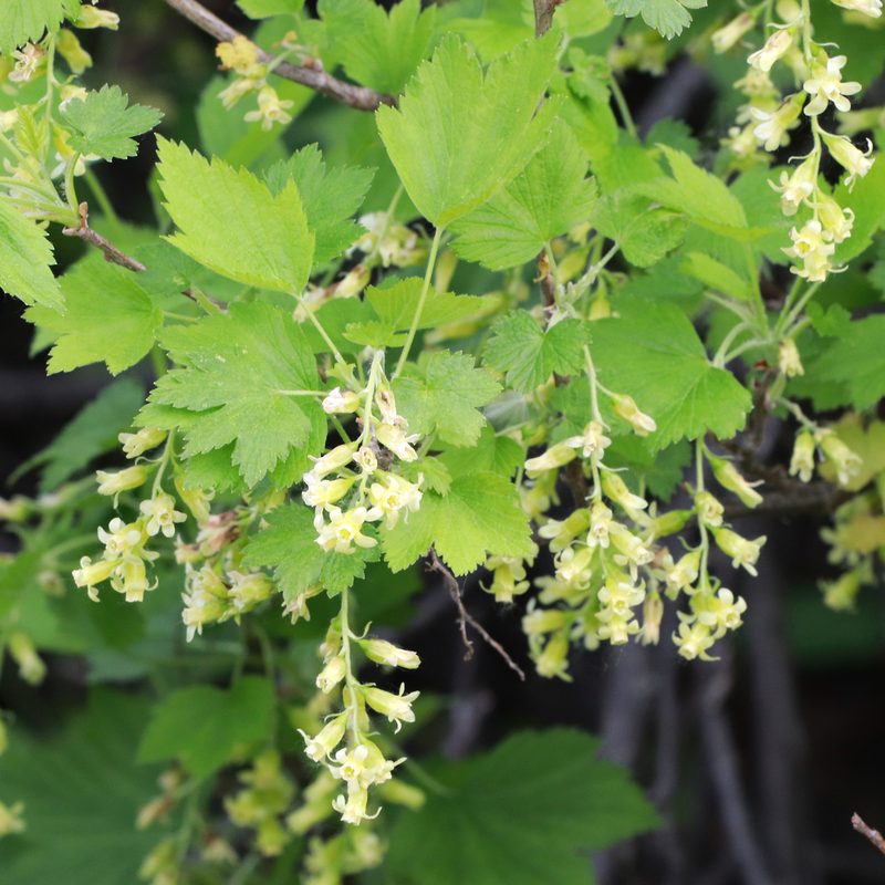 Ribes americanum, photographed by Carol Ann Vermeer