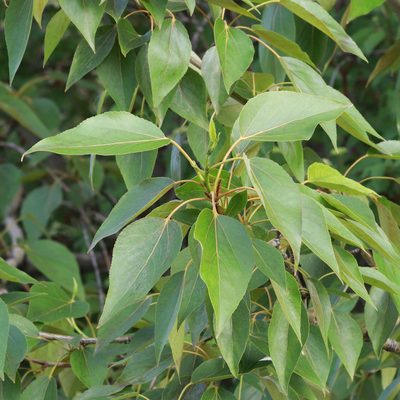 Populus balsamifera, photographed by Carol Ann Vermeer