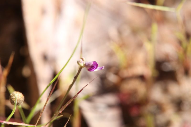 Utricularia caerulea, photographed by Hugo Innes