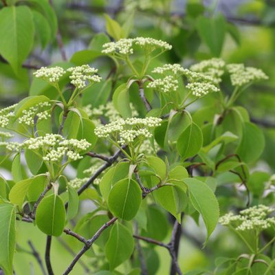 Viburnum lentago, photographed by Carol Ann Vermeer