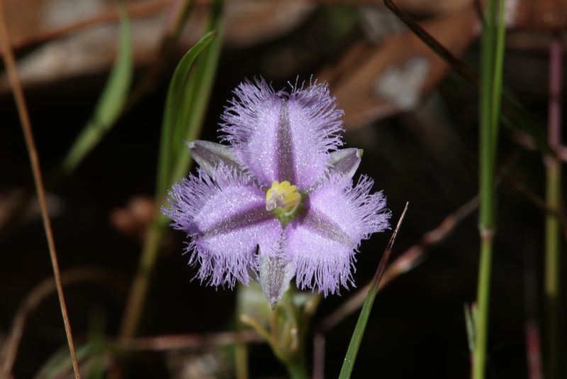 Thysanotus chinensis, photographed by Hugo Innes