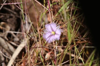 Thysanotus chinensis, photographed by Hugo Innes