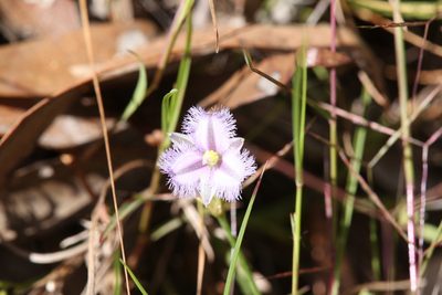 Thysanotus chinensis, photographed by Hugo Innes