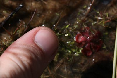 Utricularia quinquedentata, photographed by Hugo Innes