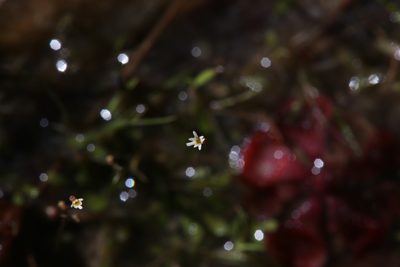 Utricularia quinquedentata, photographed by Hugo Innes